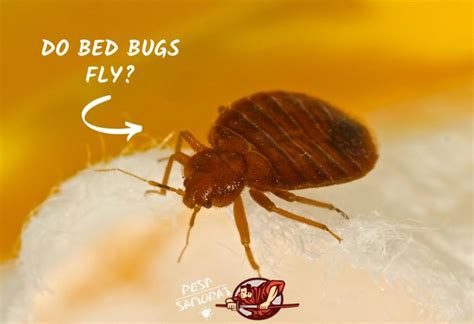 Bed bugs fly. Things To Know About Bed bugs fly. 